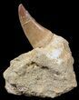 Partially Rooted Mosasaur (Prognathodon) Tooth In Rock #55837-1